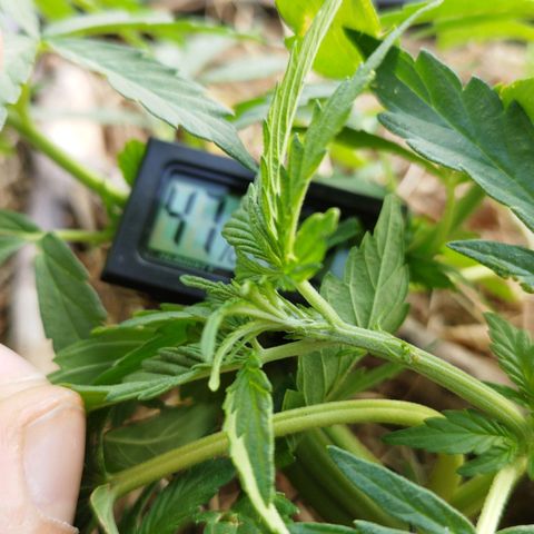 Cookie growlog photo: Vorblüte🎉