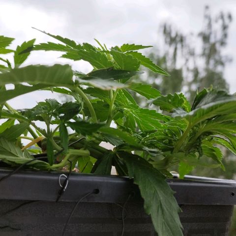 Cookie growlog photo: Vorblüte🎉