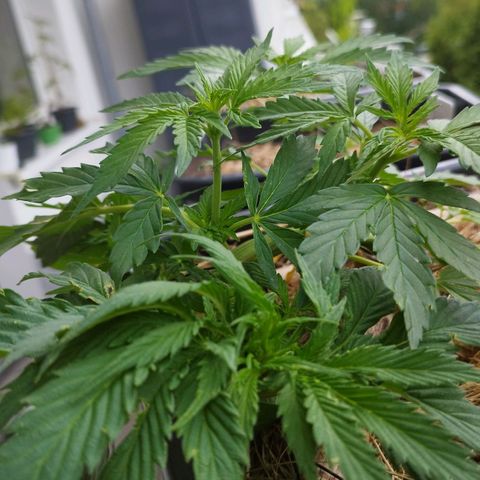 Cookie growlog photo: Vorblüte🎉