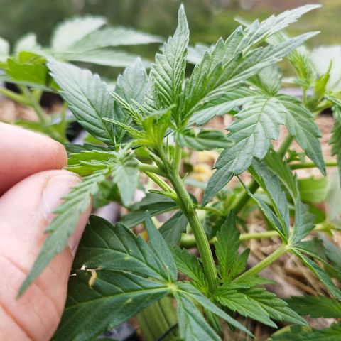 Cookie growlog photo: Vorblüte🎉