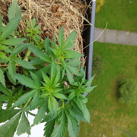Cookie growlog photo: Vorblüte🎉