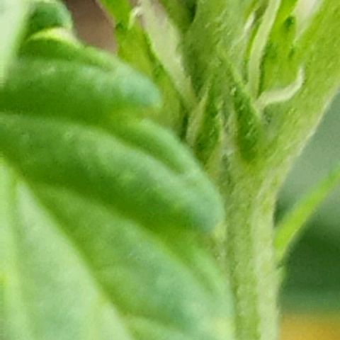 Cookie growlog photo: Vorblüte🎉