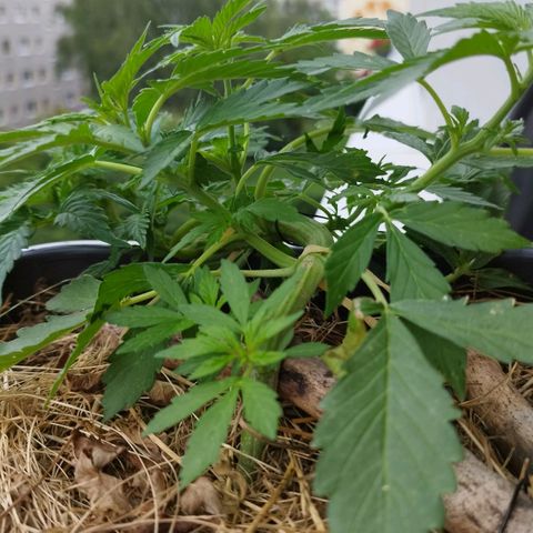 Cookie growlog photo: Vorblüte🎉