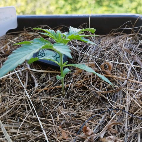 Dreamy growlog timeline photo