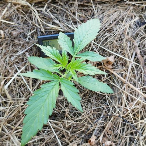 Dreamy growlog timeline photo