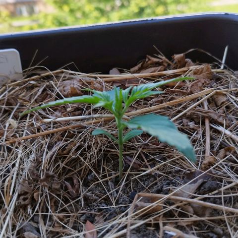Kriddisch growlog timeline photo