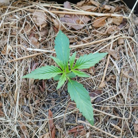 Kriddisch growlog timeline photo