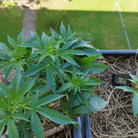 Cookie growlog photo: Schießt in die höhe