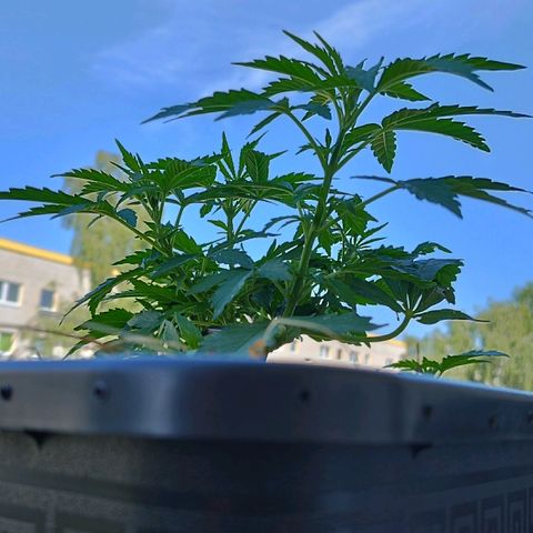 Cookie growlog photo: Schießt in die höhe