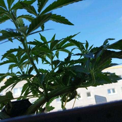Cookie growlog photo: Schießt in die höhe