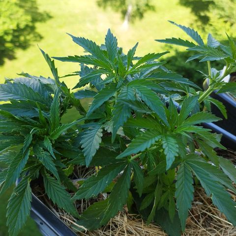 Cookie growlog photo: Schießt in die höhe