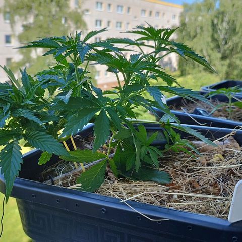 Cookie growlog photo: Schießt in die höhe