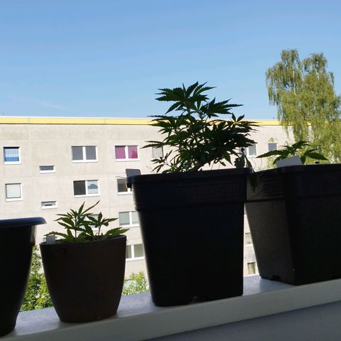 Cookie growlog timeline photo