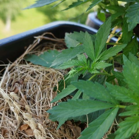 Cookie growlog photo: LST 
