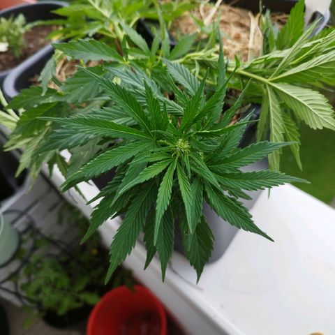 Cookie growlog photo: LST 