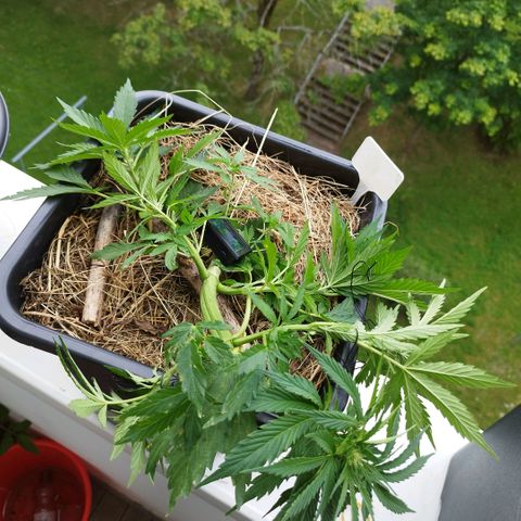 Cookie growlog photo: LST 
