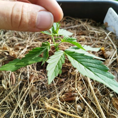 Kriddisch growlog timeline photo