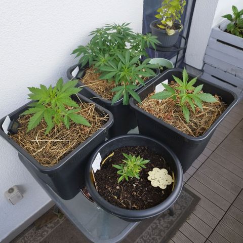 Cookie growlog photo: Nach so einen scheißwetter