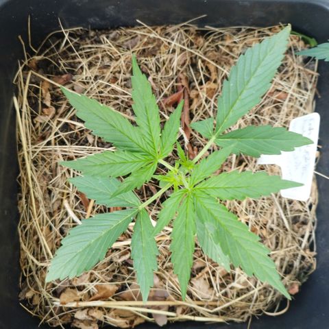 Kriddisch growlog timeline photo