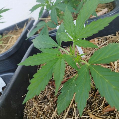 Kriddisch growlog timeline photo
