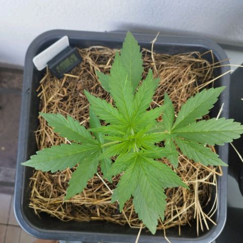Dreamy growlog timeline photo