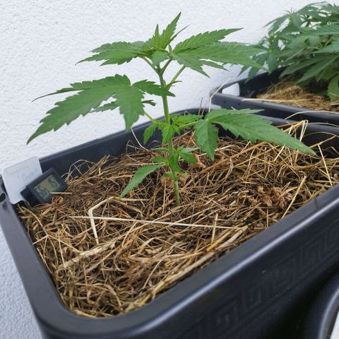 Dreamy growlog timeline photo
