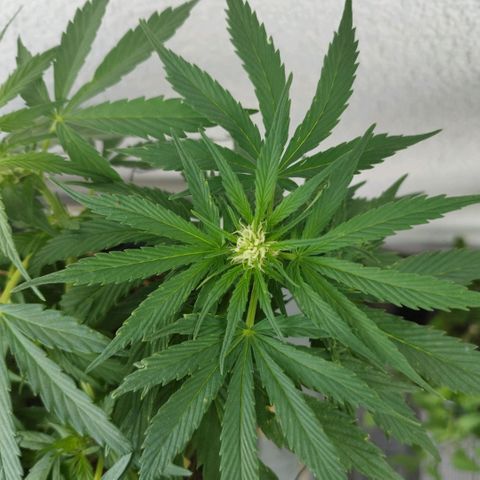 Cookie growlog timeline photo