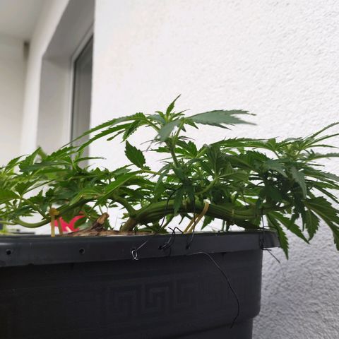 Cookie growlog timeline photo