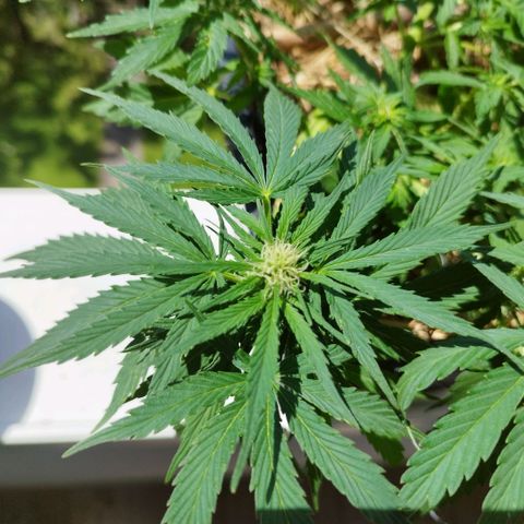 Cookie growlog timeline photo