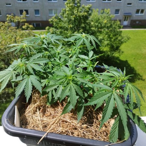 Cookie growlog timeline photo