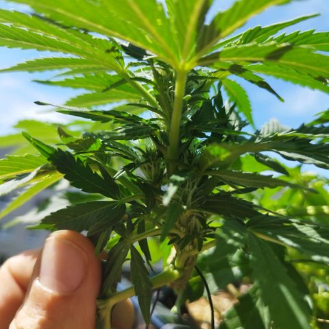 Cookie growlog timeline photo