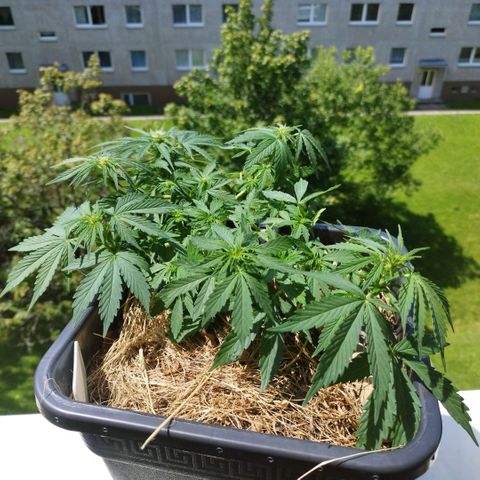 Cookie growlog timeline photo