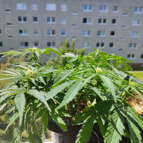 Cookie growlog timeline photo