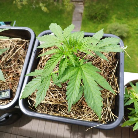 Dreamy growlog timeline photo
