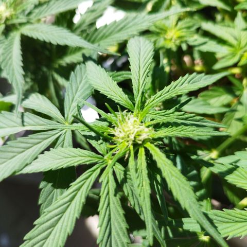 Cookie growlog timeline photo