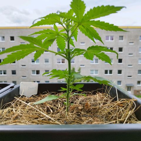 Dreamy growlog timeline photo