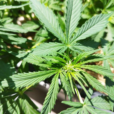Cookie growlog timeline photo