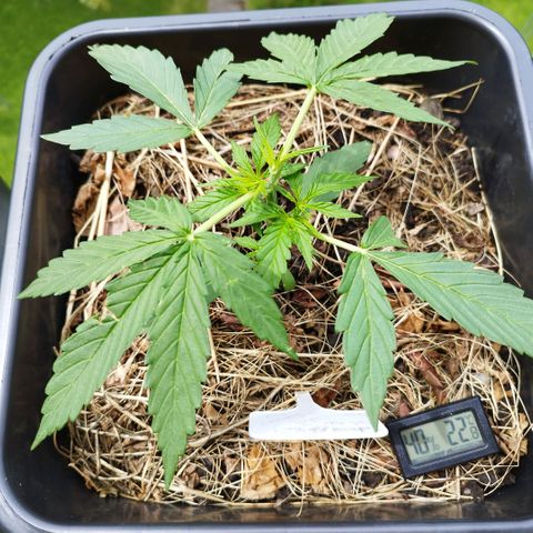 Kriddisch growlog timeline photo