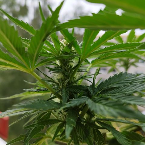 Cookie growlog timeline photo