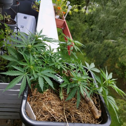 Cookie growlog timeline photo