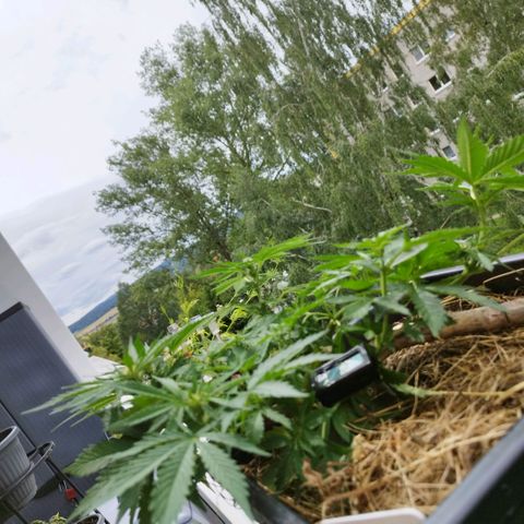 Cookie growlog timeline photo
