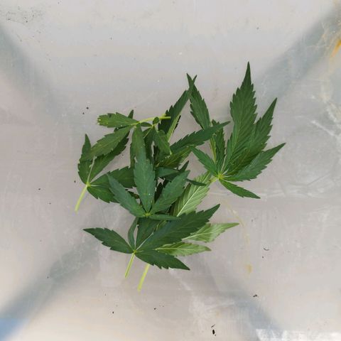 Cookie growlog timeline photo