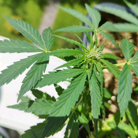 Cookie growlog timeline photo
