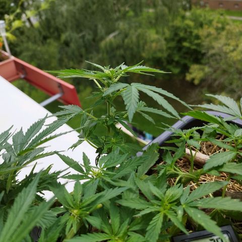 Cookie growlog timeline photo