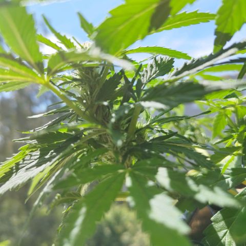 Cookie growlog timeline photo