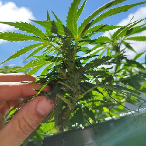 Cookie growlog timeline photo