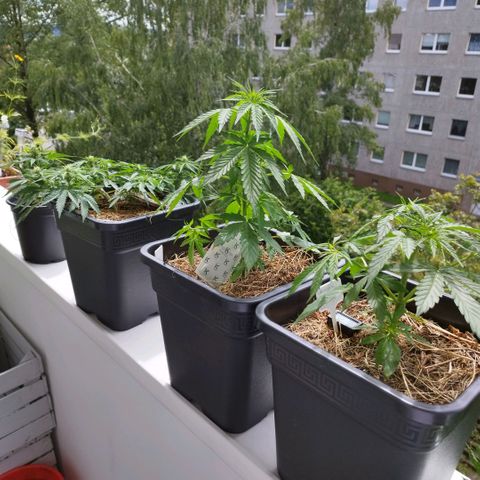 Cookie growlog timeline photo