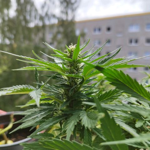 Cookie growlog timeline photo