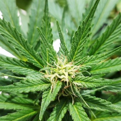 Cookie growlog timeline photo