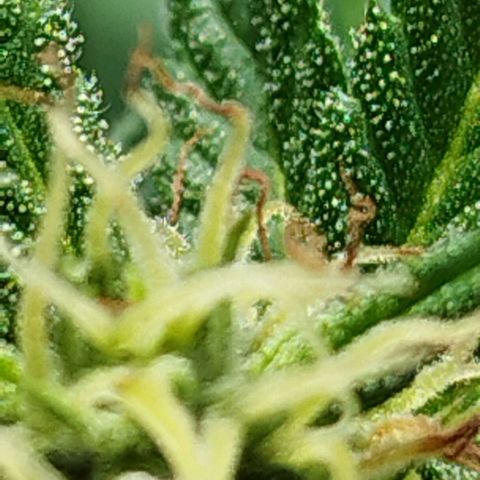 Cookie growlog timeline photo